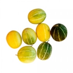 Cucumis sagittatus
